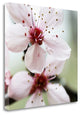 "Cherry Flower 2" By Photoinc Studio, Giclee Print on Gallery Wrap Canvas
