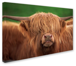 "Yak" by Robert Harding Picture Library, Canvas Art, 16"x24"