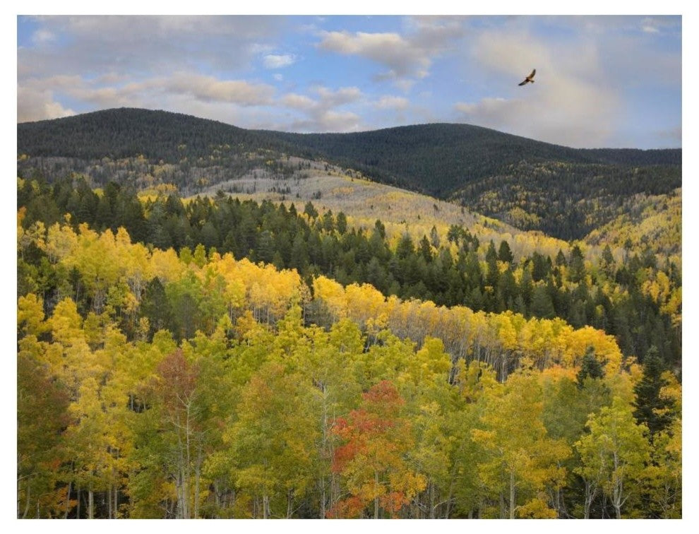"Cooper's Hawk, Santa Fe Forest, Sangre de Cristo Mountains" Paper Art, 18"x14"