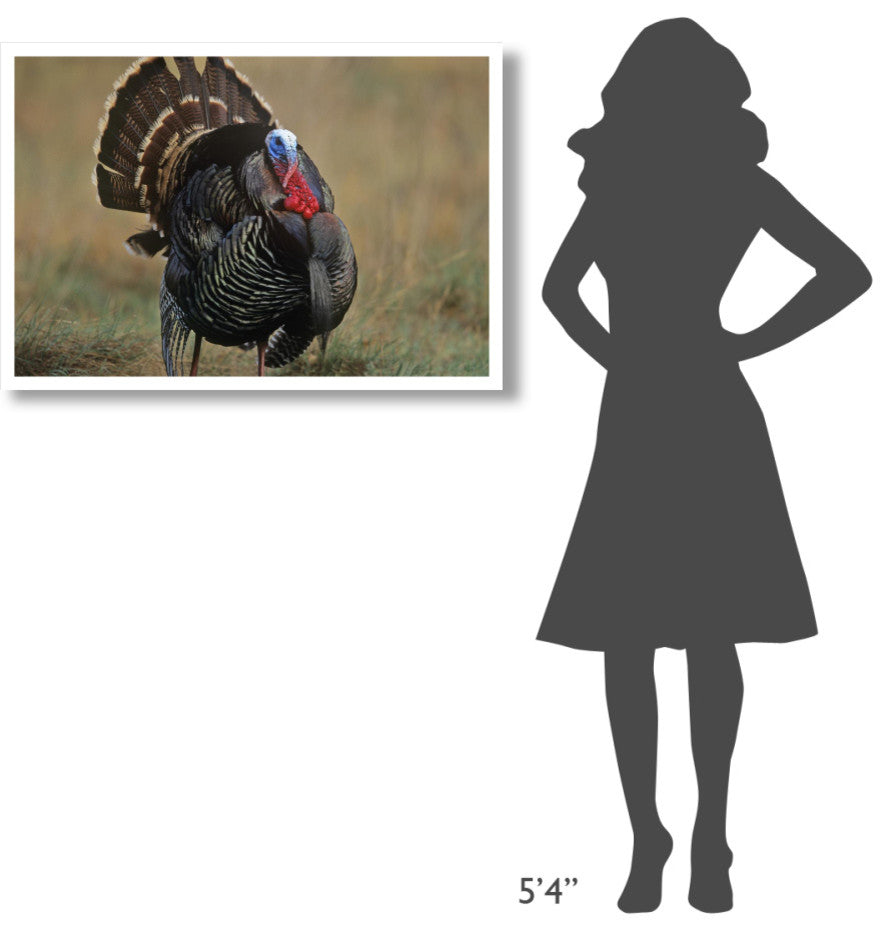 "Wild Turkey male, North America" Digital Paper Print by Tim Fitzharris, 38"x26"