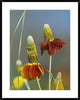 "Mexican Hat flowers in bloom, North America"  by Tim Fitzharris, 32x40"