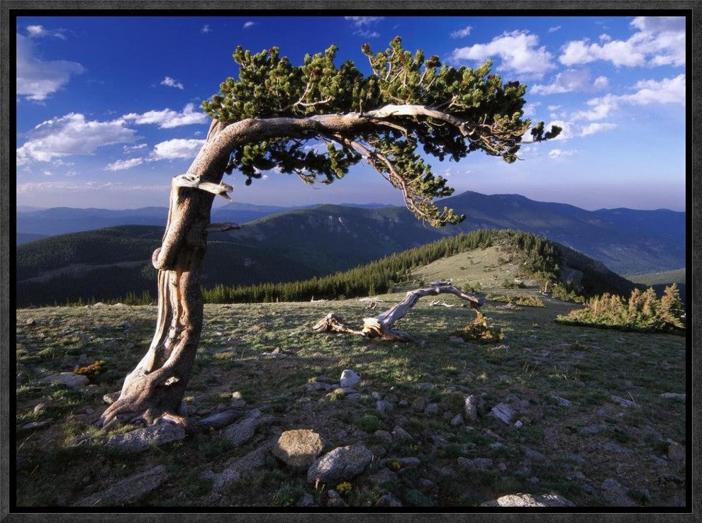 "Bristlecone pine, Mt Evans, Colorado"  by Tim Fitzharris, 17x13"