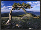 "Bristlecone pine, Mt Evans, Colorado"  by Tim Fitzharris, 17x13"