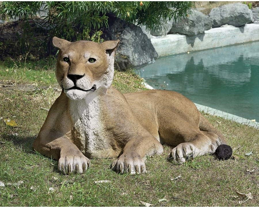 Grand Scale Lioness Lying Down
