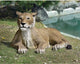 Grand Scale Lioness Lying Down
