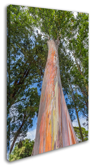 Pierre Leclerc 'Rainbow Tree' Canvas Art, 19x12