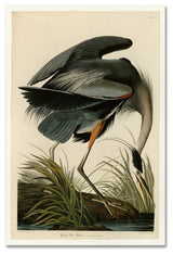 John James Audobon 'Great Blue Heron' Canvas Art, 47x30