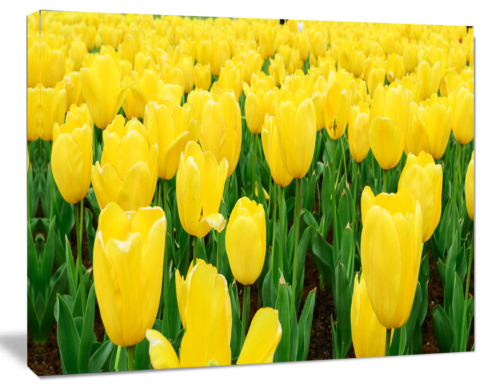 Bright Tulip Flowers in Garden, Floral Canvas Art Print, 60"x28"
