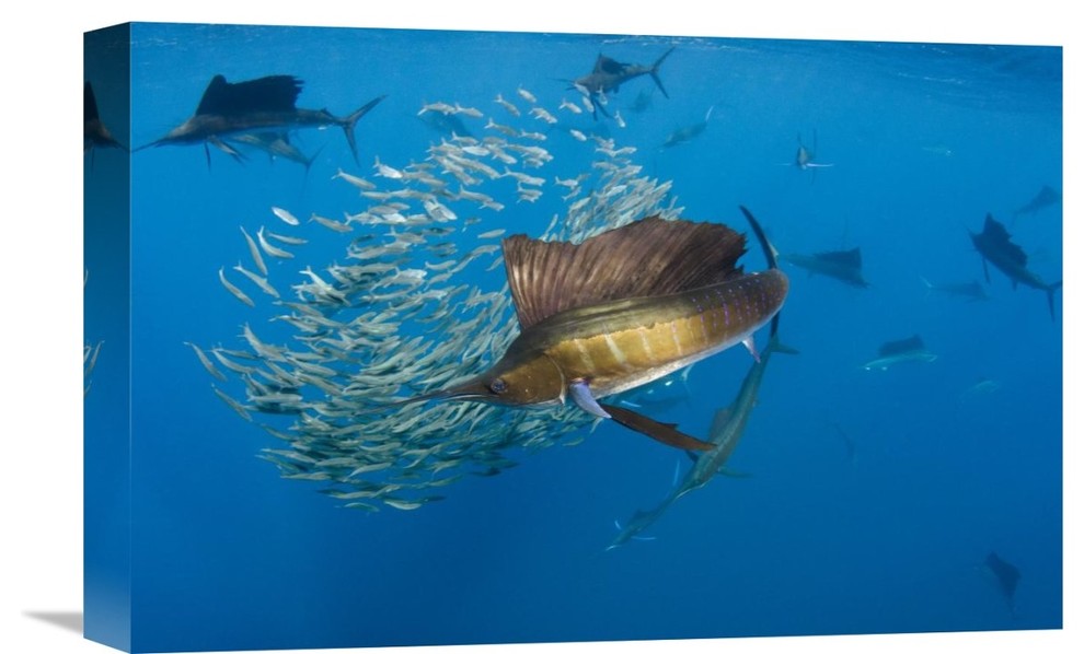 "Atlantic Sailfish Group Hunting Round Sardinella, Isla Mujeres, Mexico" Artwork