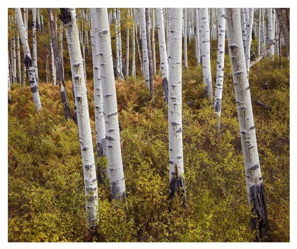 "Quaking Aspen trees in autumn" Digital Paper Print by Tim Fitzharris, 32"x27"