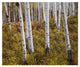"Quaking Aspen trees in autumn" Digital Paper Print by Tim Fitzharris, 32"x27"