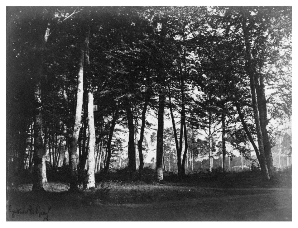 "Fontainebleau, 1849 - Study of Trees and Pathways" Paper Art, 24"x19"