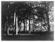 "Fontainebleau, 1849 - Study of Trees and Pathways" Paper Art, 24"x19"