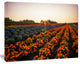 Beautiful Japanese Flower Farm, Floral Canvas Art Print, 60"x28"