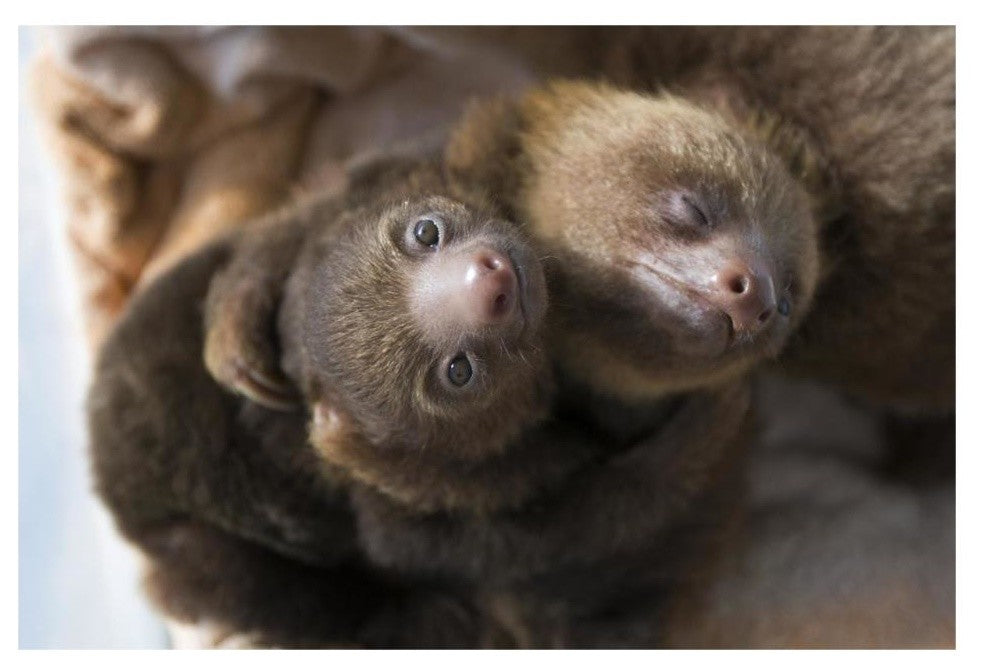 "Hoffmann's 2-toed Sloth babies, Aviarios Sloth Sanctuary" Paper Art, 32"x22"