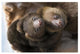 "Hoffmann's 2-toed Sloth babies, Aviarios Sloth Sanctuary" Paper Art, 32"x22"