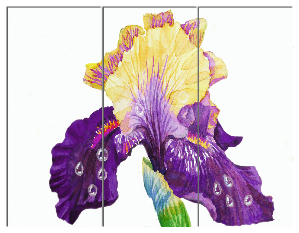 Blooming Blue Yellow Iris, Floral Triptych Canvas Art print, 36x28, 3 Panels