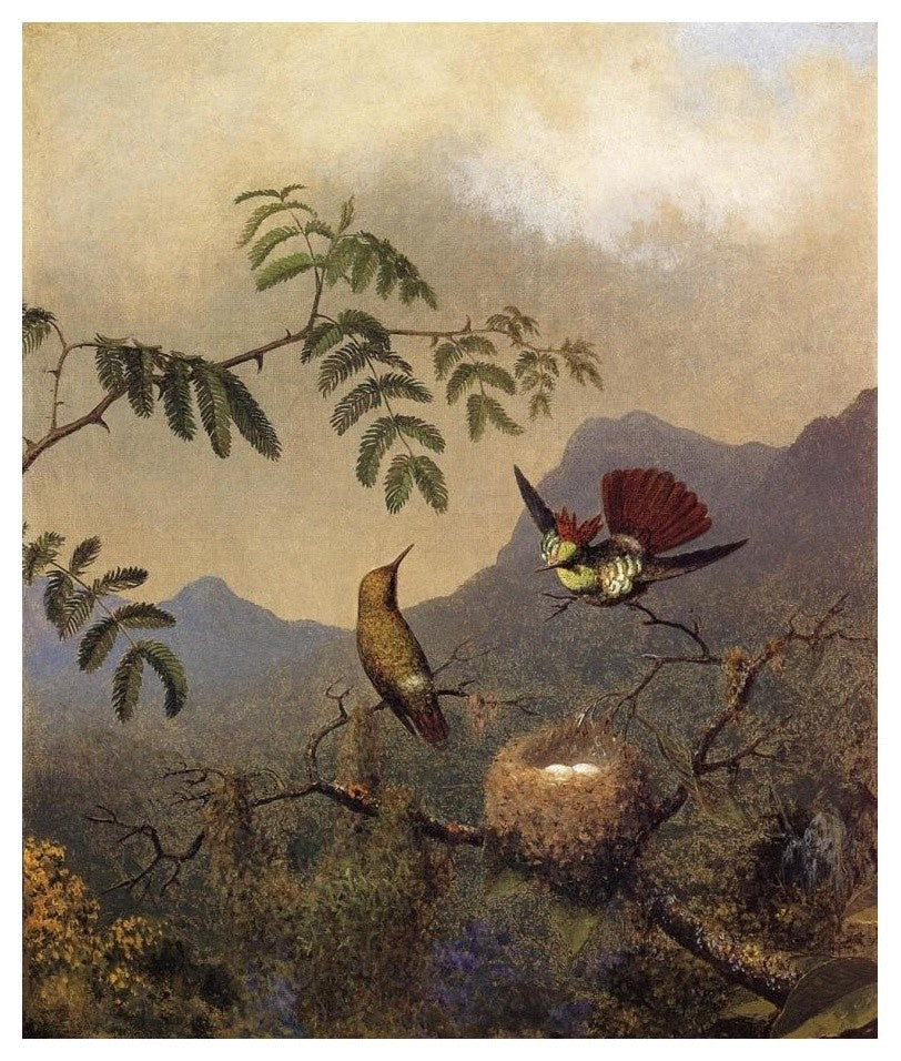 "Frilled Coquette" Digital Paper Print by Martin Johnson Heade, 20"x24"