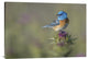 "Blowin' In The Wind" Stretched Canvas Giclee by Greg Barsh, 40x28"