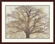 "Sacred Oak" Framed Digital Print by Alessio Aprile, 40x32"