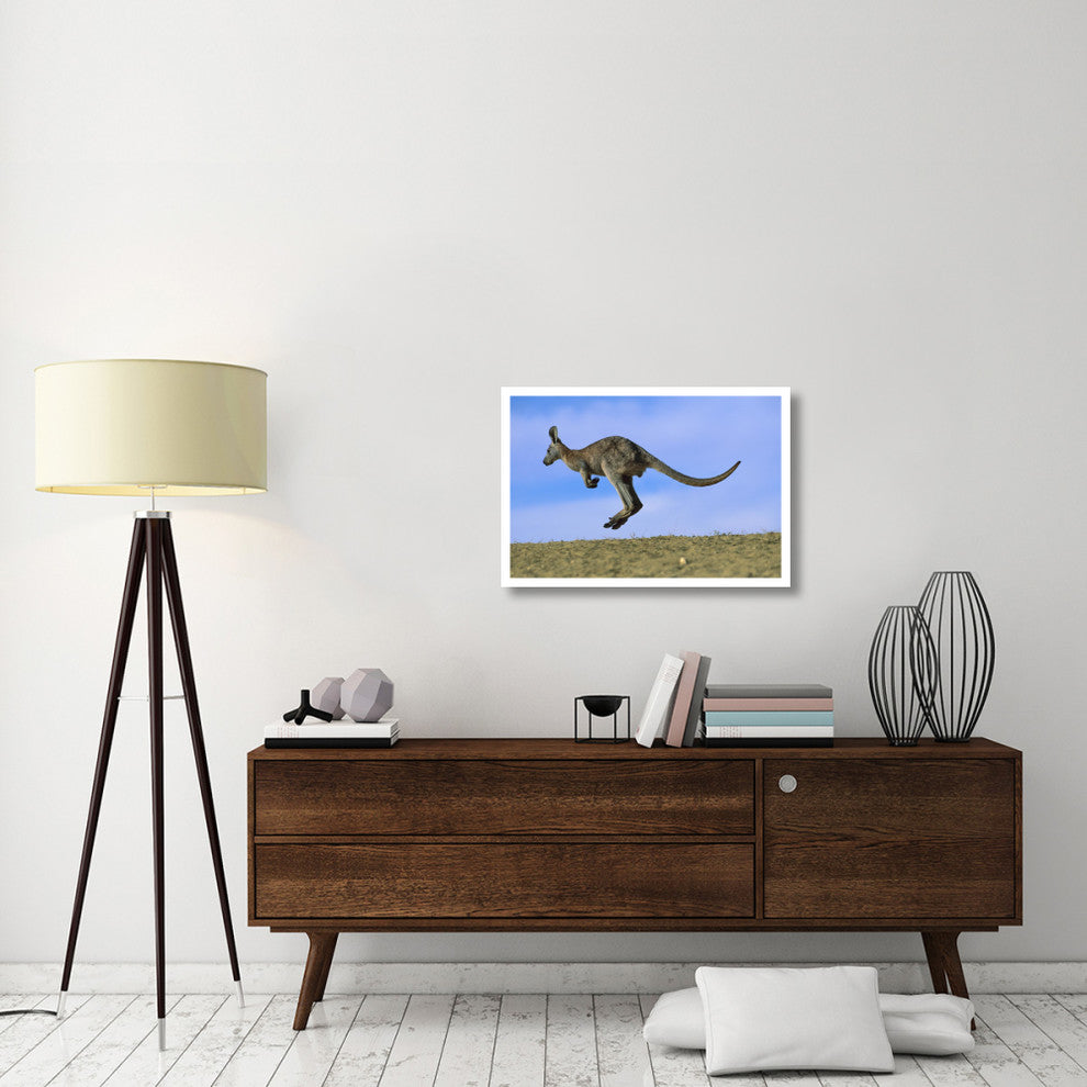"Wallaroo or Euro Kangaroo hopping, Sturt, New South Wales" Paper Art, 32"x22"