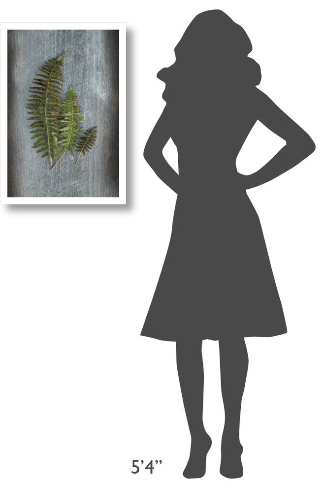 "Woodland Fern VI" Digital Paper Print by Sue Schlabach, 18"x26"