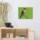 Black Capped Kingfisher Bird on Perch Wildlife Photograph Canvas Wall Art Print, 16" X 20"