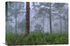 "Saw Palmetto And Pine Trees In Fog, Near Estero River, Florida" Artwork