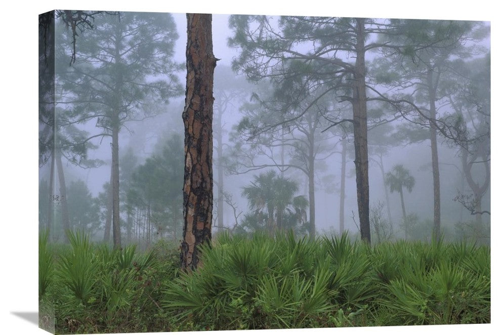 "Saw Palmetto And Pine Trees In Fog, Near Estero River, Florida" Artwork