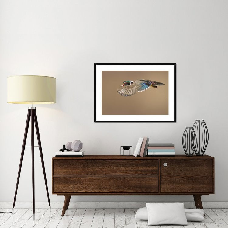 "Wood Duck" Framed Digital Print by Mircea Costina, 44x32"