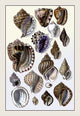 Shells: Purpurifera- Gallery Wrapped Canvas Art 12" x 18"