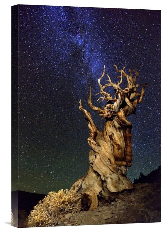 "Bristlecone Pine" Stretched Canvas Giclee by Tanja Ghirardini, 12x18"