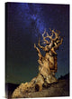 "Bristlecone Pine" Stretched Canvas Giclee by Tanja Ghirardini, 12x18"