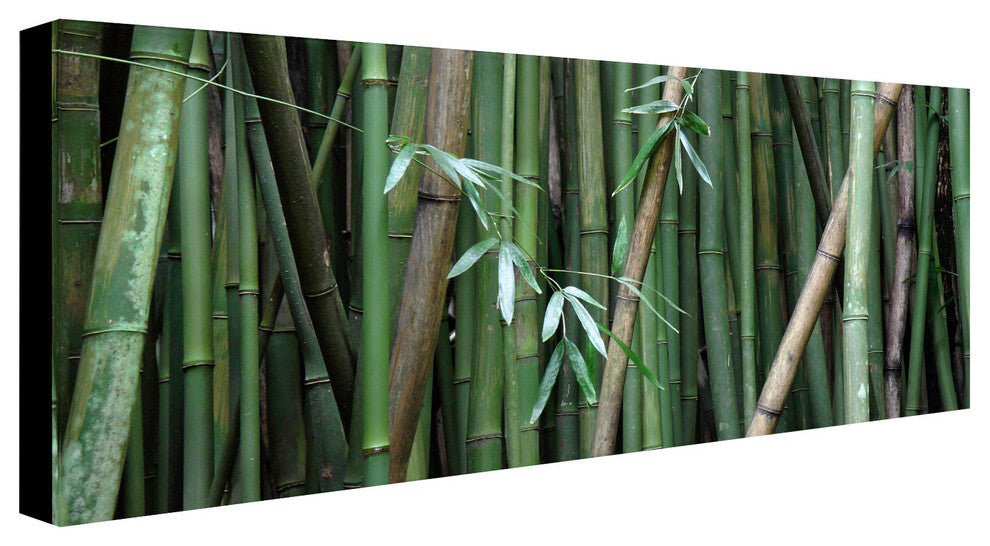 'Bamboo' Canvas Art by Pierre Leclerc