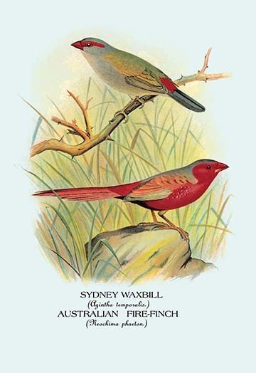 Sydney Waxbill; Australian Fire - Finch - Framed Paper Poster 20" x 30"
