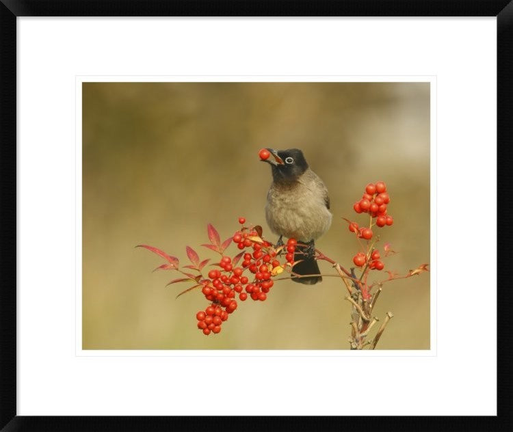 "Bulbul With Nandina" Framed Digital Print by Shlomo Waldmann, 24x20"