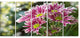 Purple Chrysanthemum Flower, Floral Canvas Art Print, 60"x28", 5 Panels