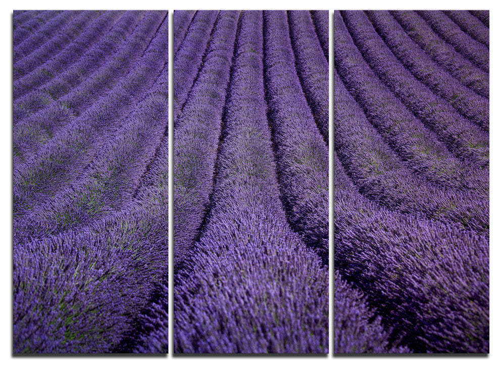 "Blooming Lavender Flower Texture" Wall Art, 3 Panels, 36"x28"