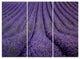 "Blooming Lavender Flower Texture" Wall Art, 3 Panels, 36"x28"