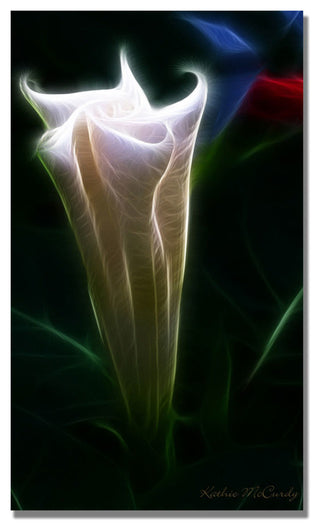 'Moonflower Bud' Canvas Art by Kathie McCurdy