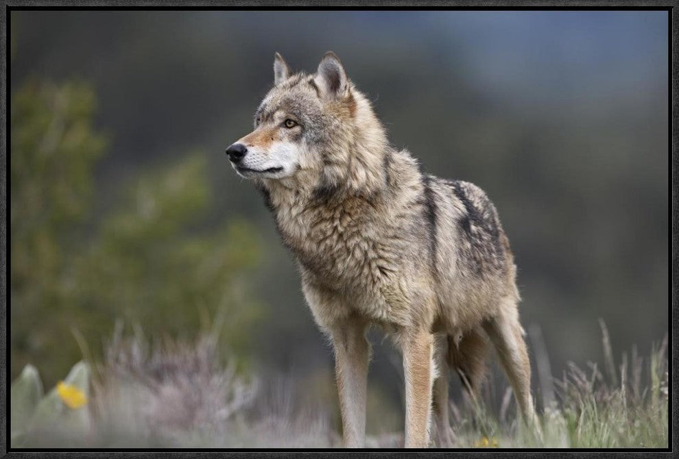 "Gray Wolf, North America" Framed Canvas Giclee by Tim Fitzharris, 25x17"