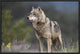 "Gray Wolf, North America" Framed Canvas Giclee by Tim Fitzharris, 25x17"