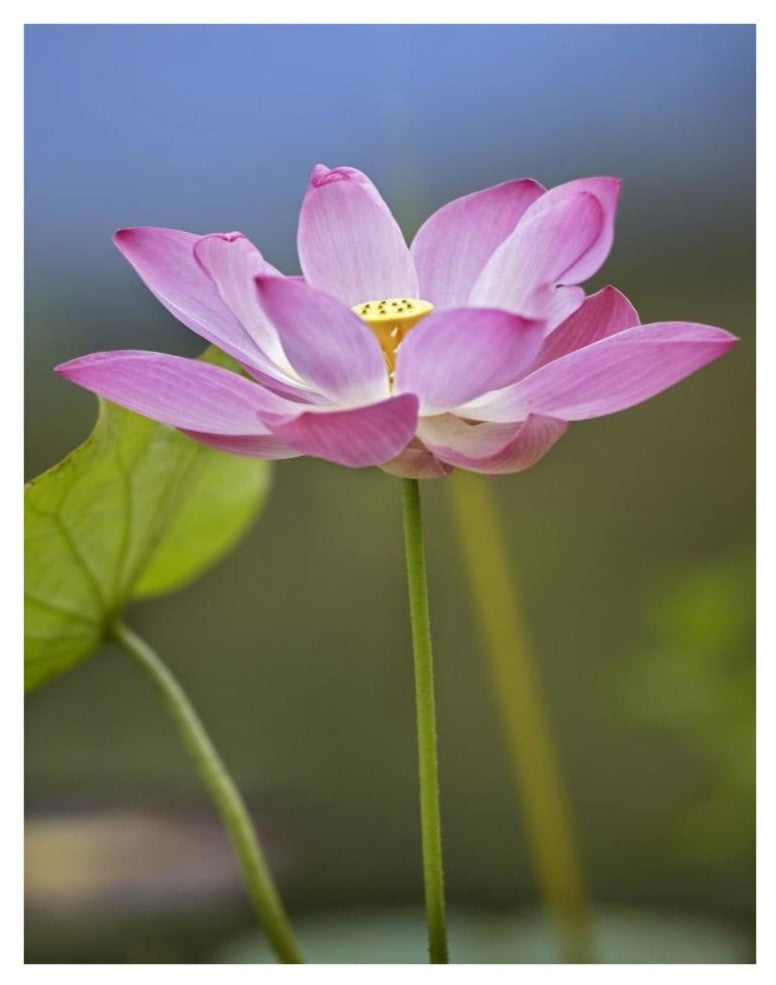 "Sacred Lotus flower, native to Asia" Paper Print by Tim Fitzharris, 26"x34"
