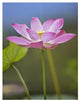 "Sacred Lotus flower, native to Asia" Paper Print by Tim Fitzharris, 26"x34"