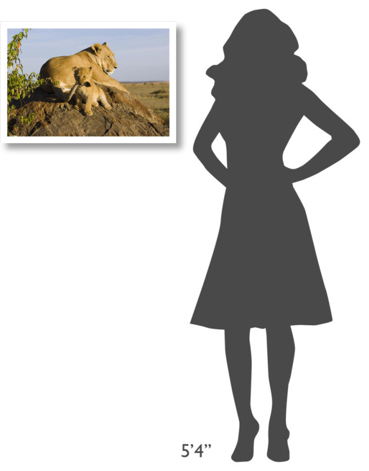 "Lion cub playing with tail, vulnerable, Masai Mara Reserve" Paper Art, 26"x18"
