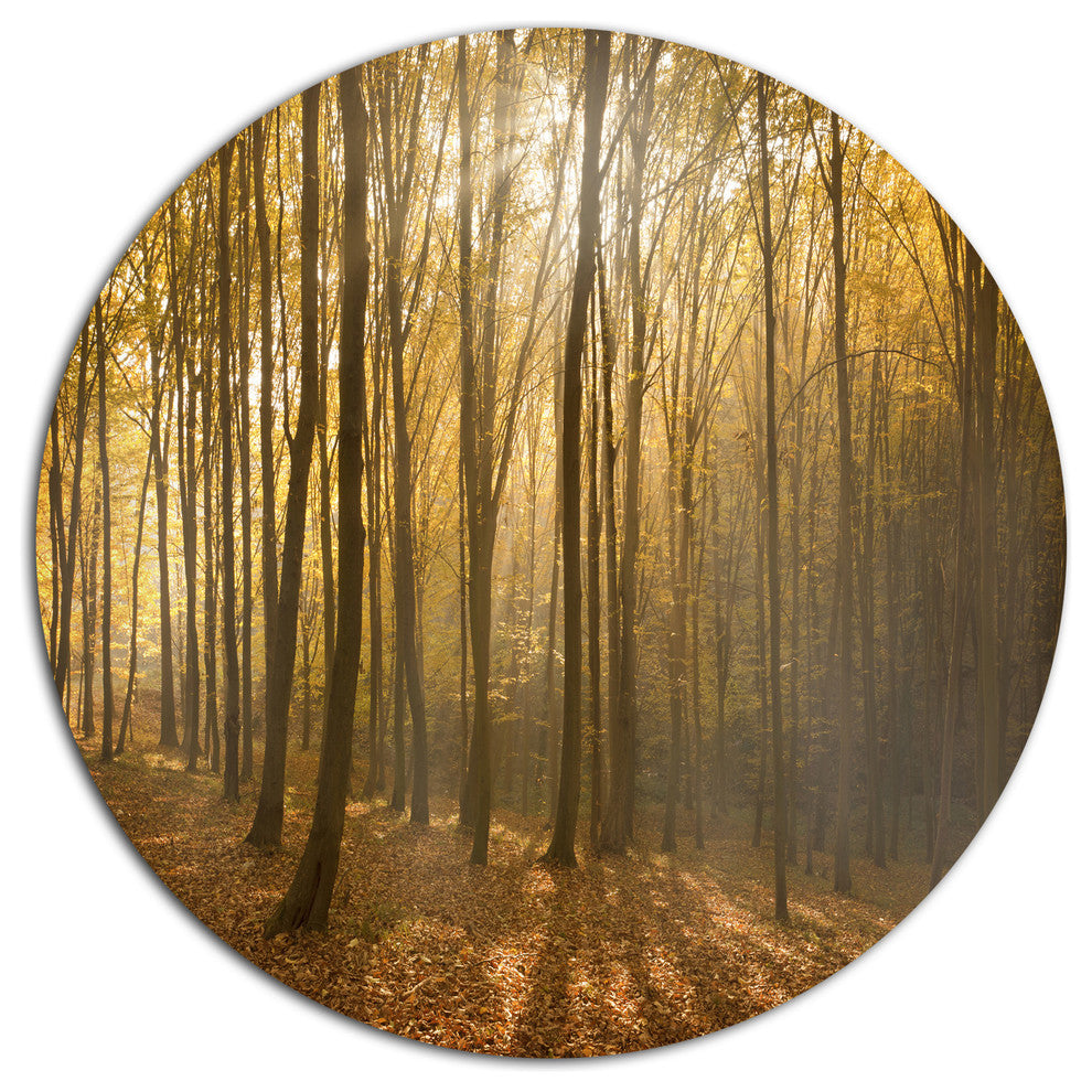 Thick Green Fall Forest With Fog, Forest Disc Metal Artwork, 23"
