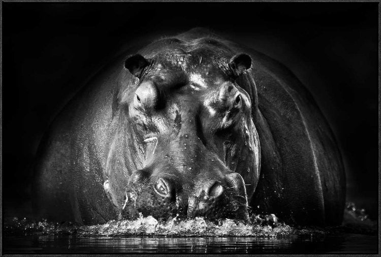 "Power" Framed Canvas Giclee by Gorazd Golob, 37x25"