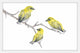 Marmont Hill, "Yellow Birds" by Thimble Sparrow Framed Painting Print, 18x12