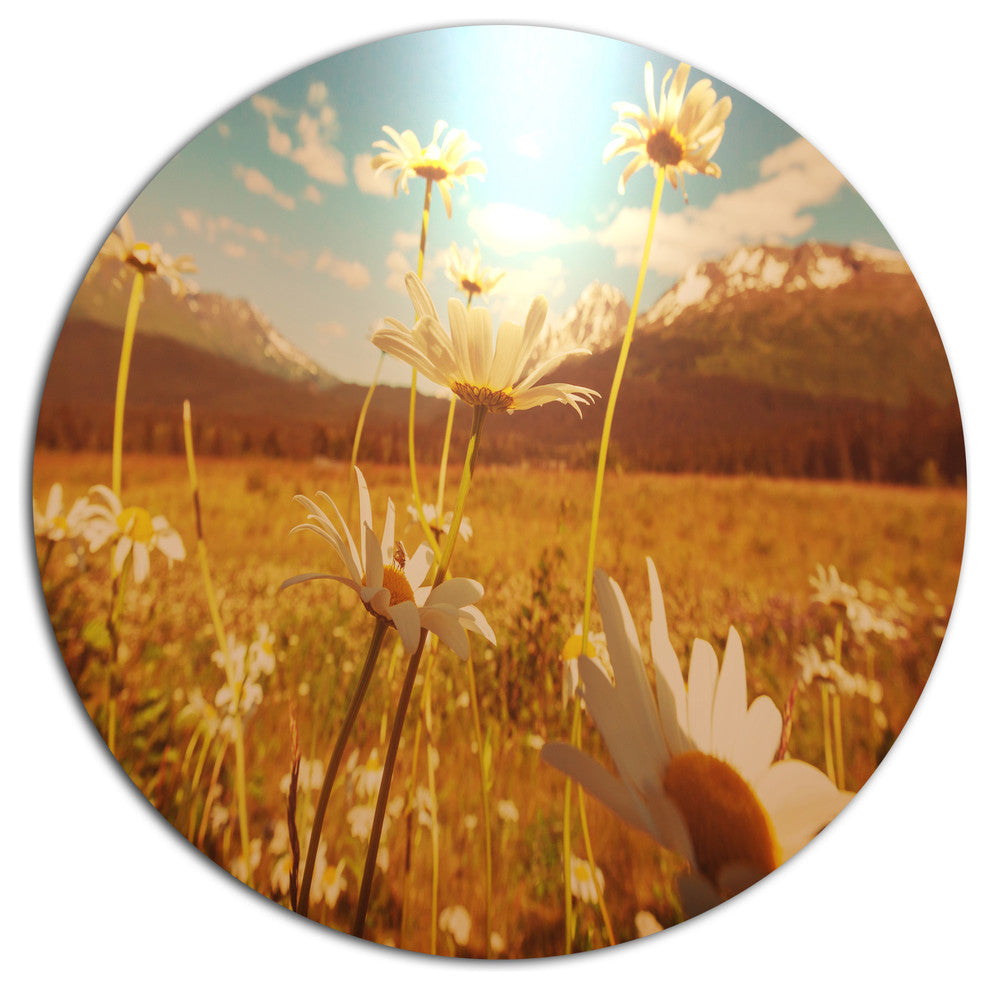 Blooming Chamomiles In Meadow, Flower Disc Metal Artwork, 23"