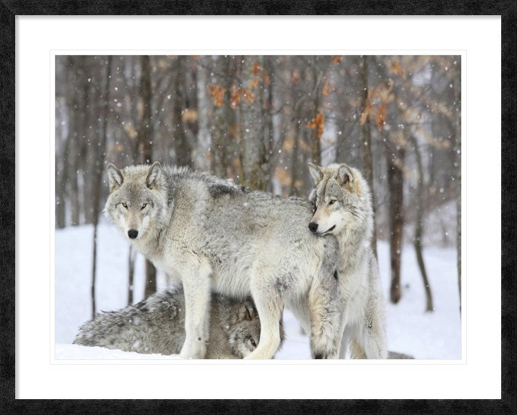 "Grey wolves huddle together during a snowstorm, Quebec"  by Anonymous, 40x32"